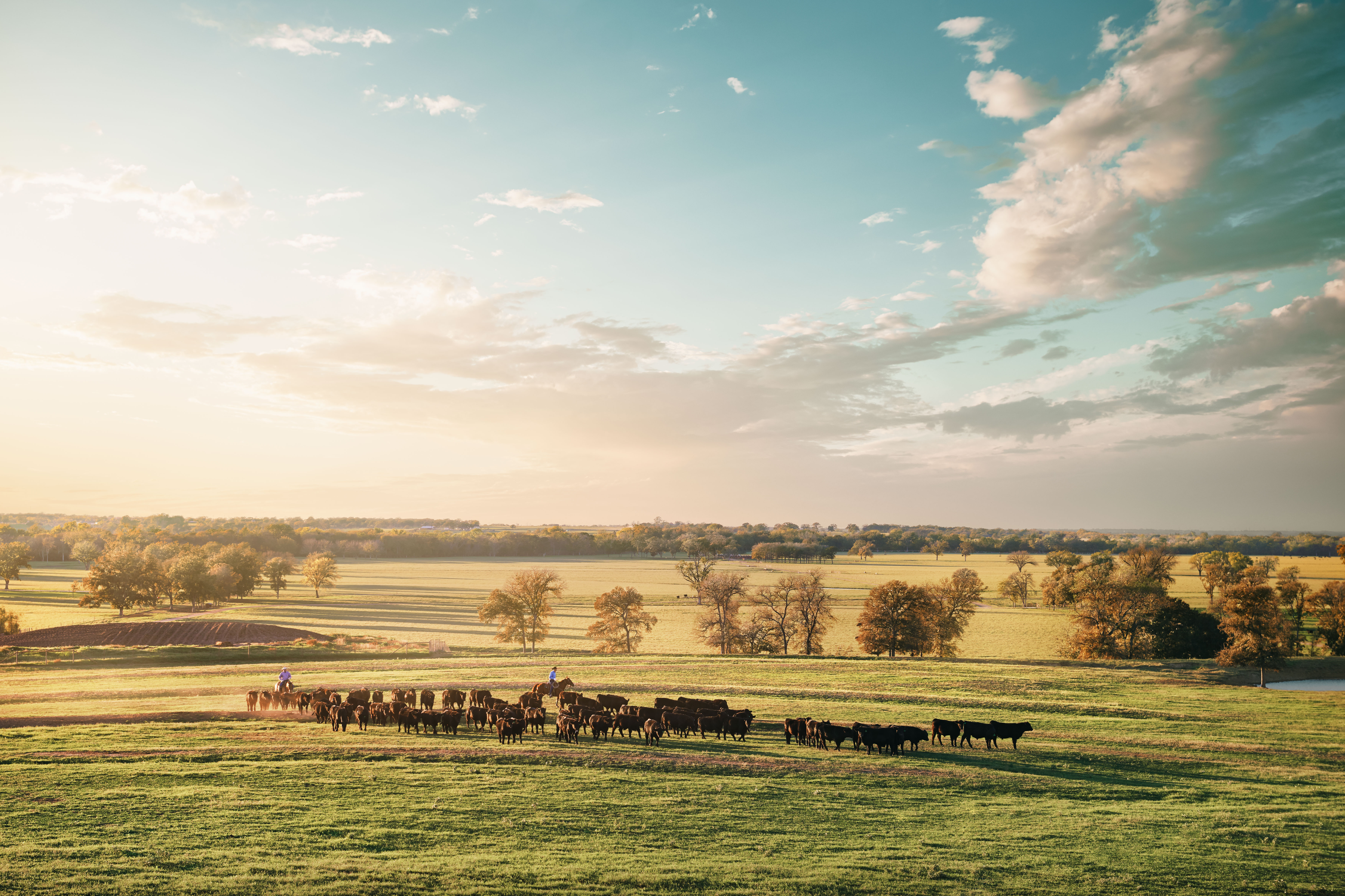 Walmart to Create Angus Beef Supply Chain