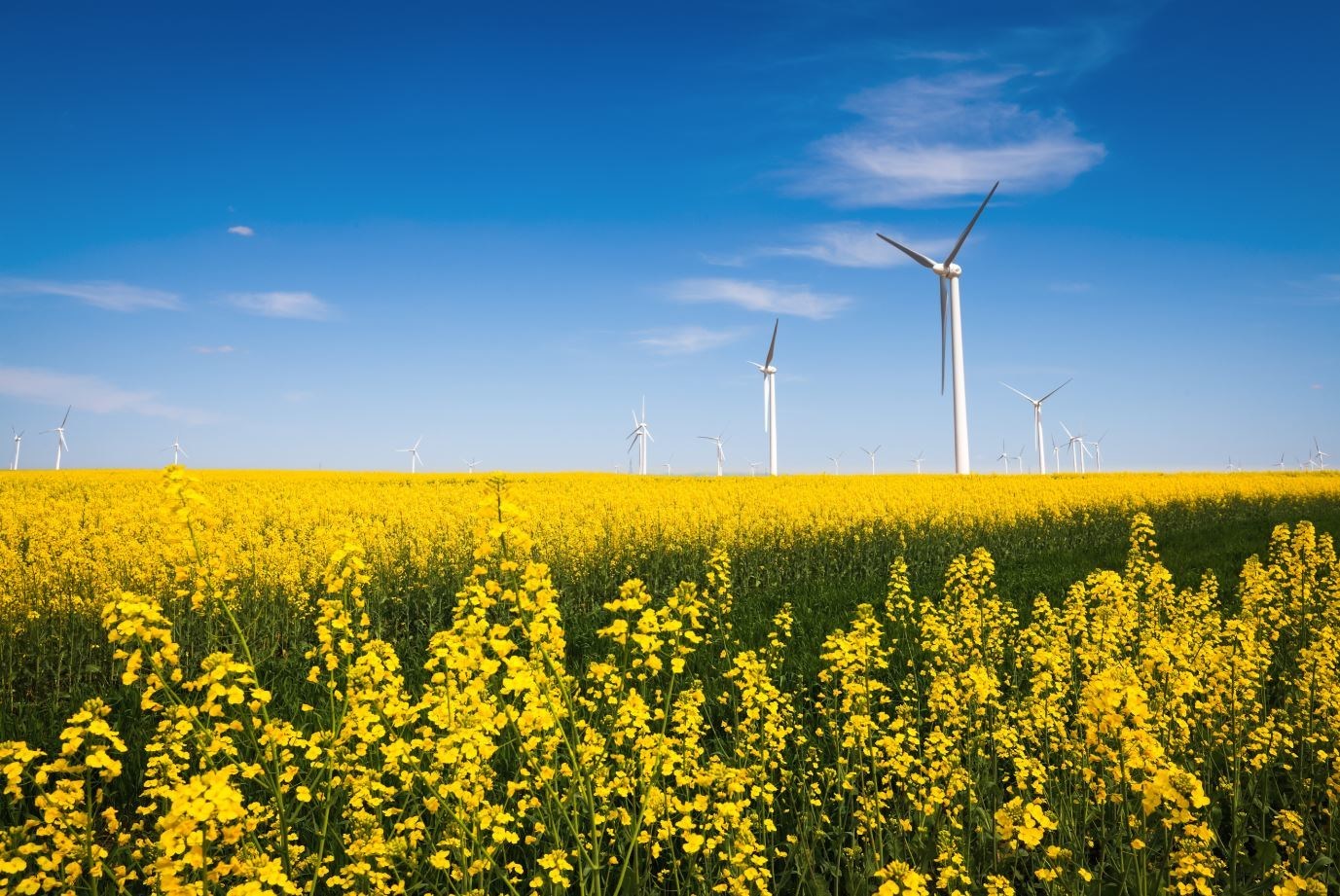 Meijer Invests in Wind Energy in Reaching for 2025 Carbon Emissions Reduction Goal